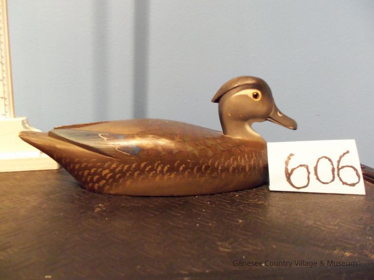 Wood Duck Hen