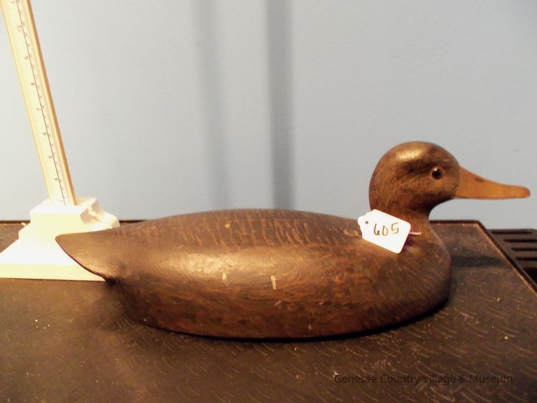 Black Duck - Image 2