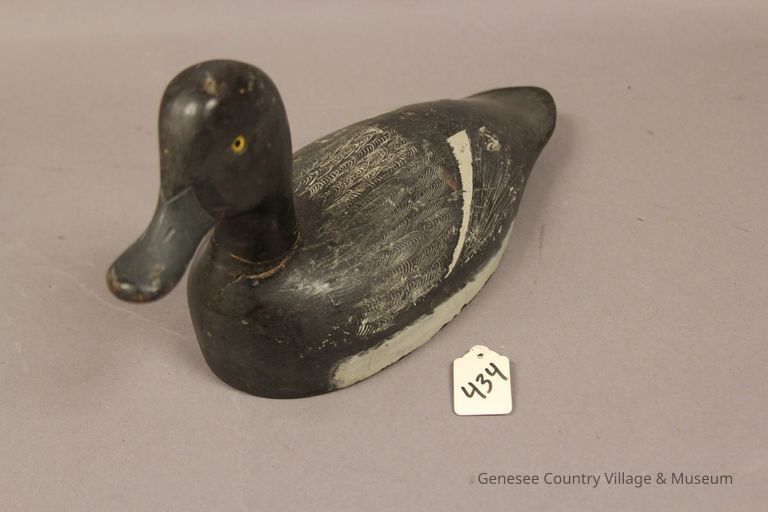 Greater Scaup