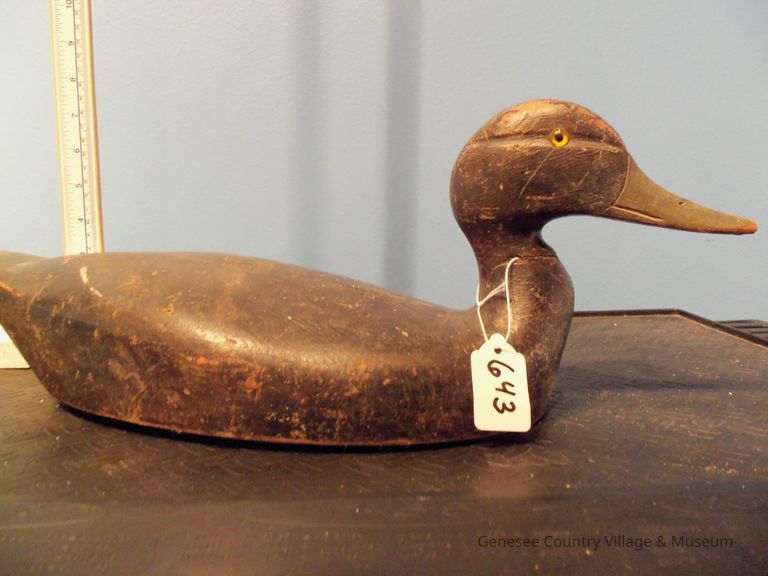 Black Duck - Image 2