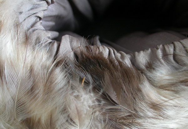 Muff - Image 2