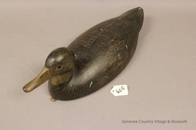 Black Duck - Image 3