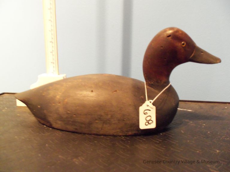 Redhead Drake - Image 2