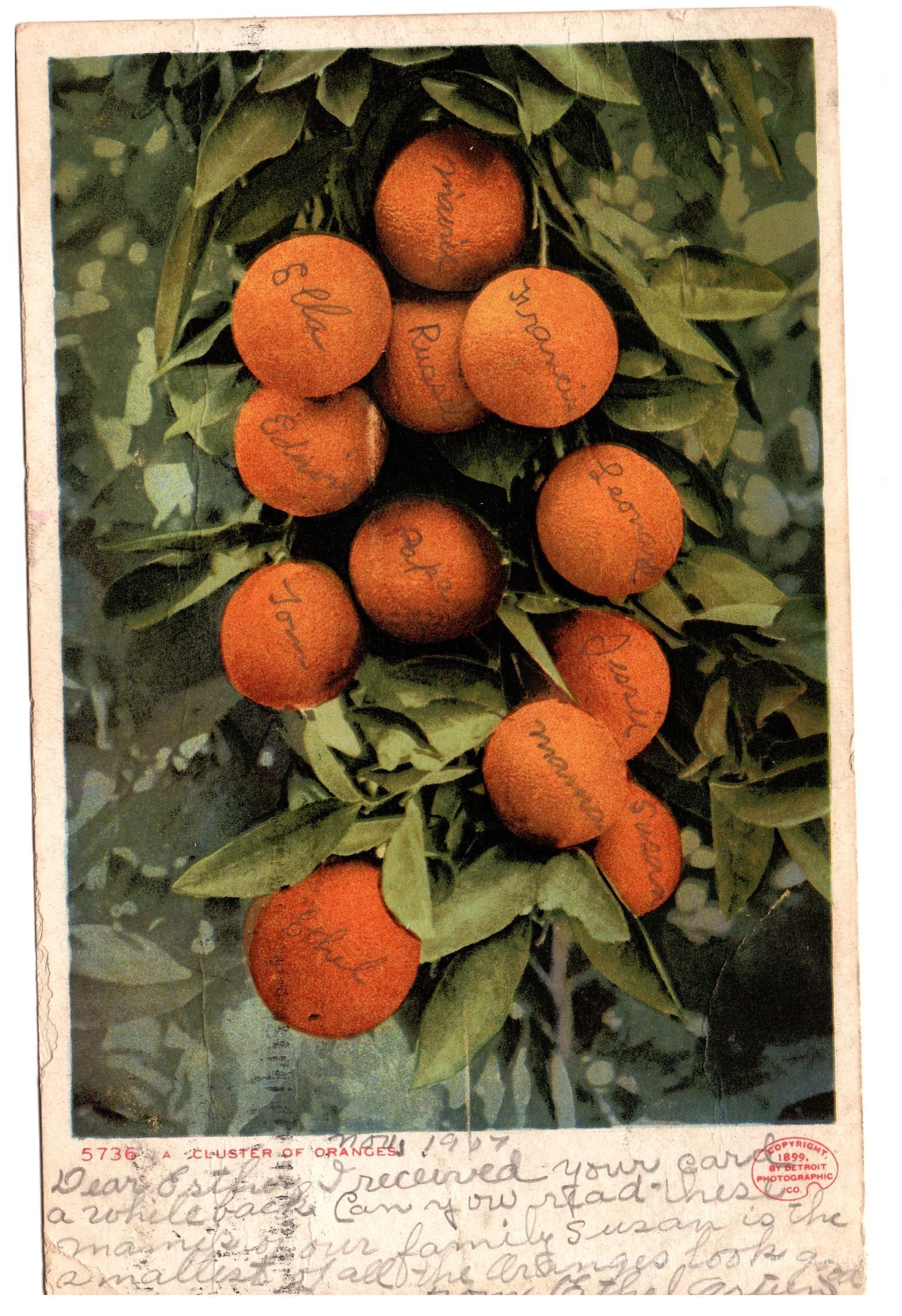 Florida citrus industry