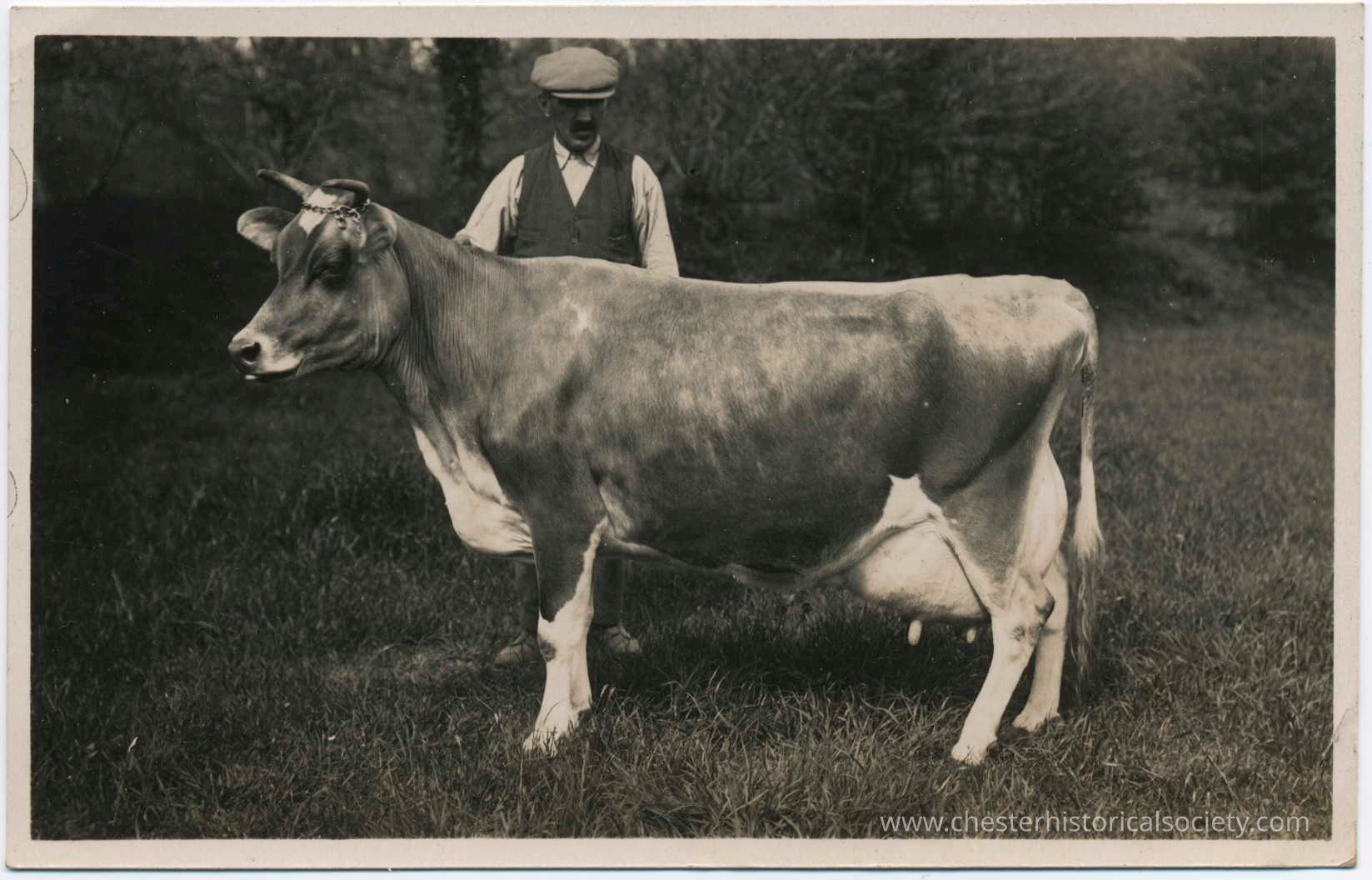 Man posing with cow: This monochrome photo postcard shows a serene outdoor setting, a farmer stands behind a large cow, as they both occupy a lush grassy area, surrounded by the soft blur of distant trees, creating a tranquil rural scene captured in black and white, evoking a sense of timelessness and nostalgia, where the farmer appears focused and the cow calmly stands, adding to the peaceful ambiance of the pastoral environment depicted in the photograph.