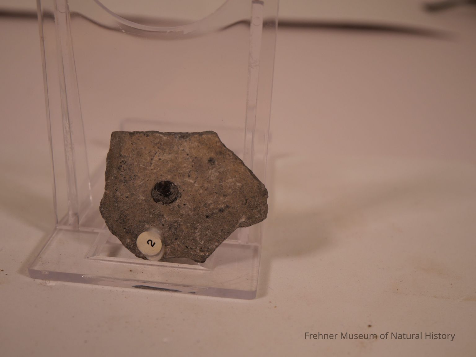 Fossils