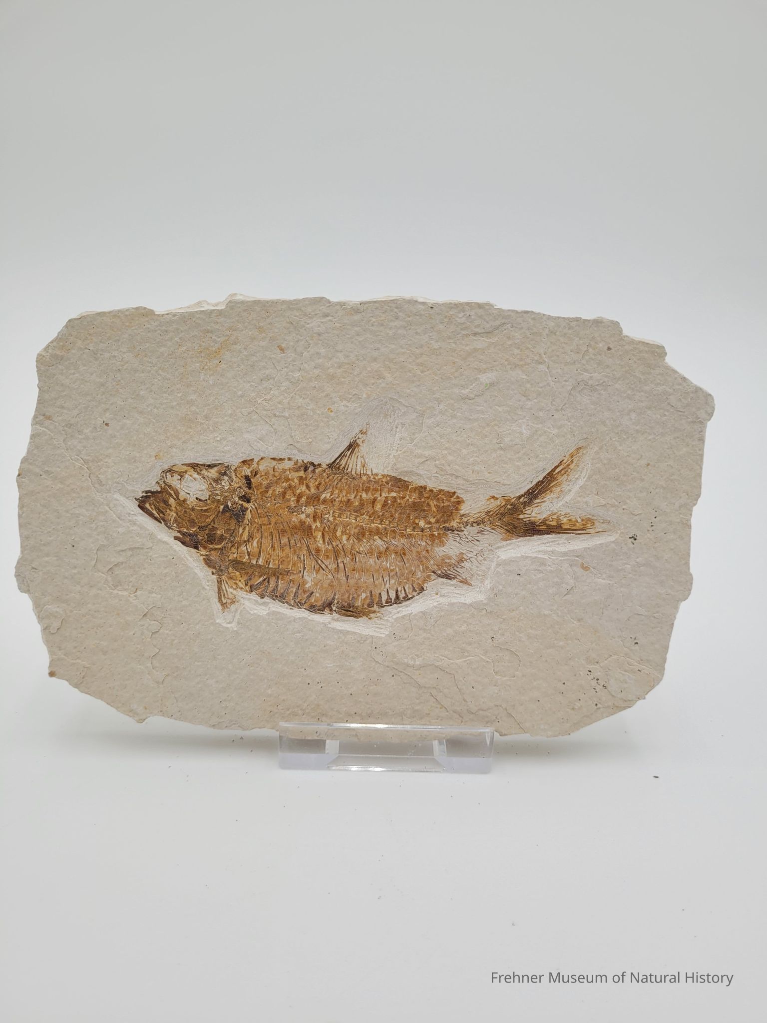 Fossils