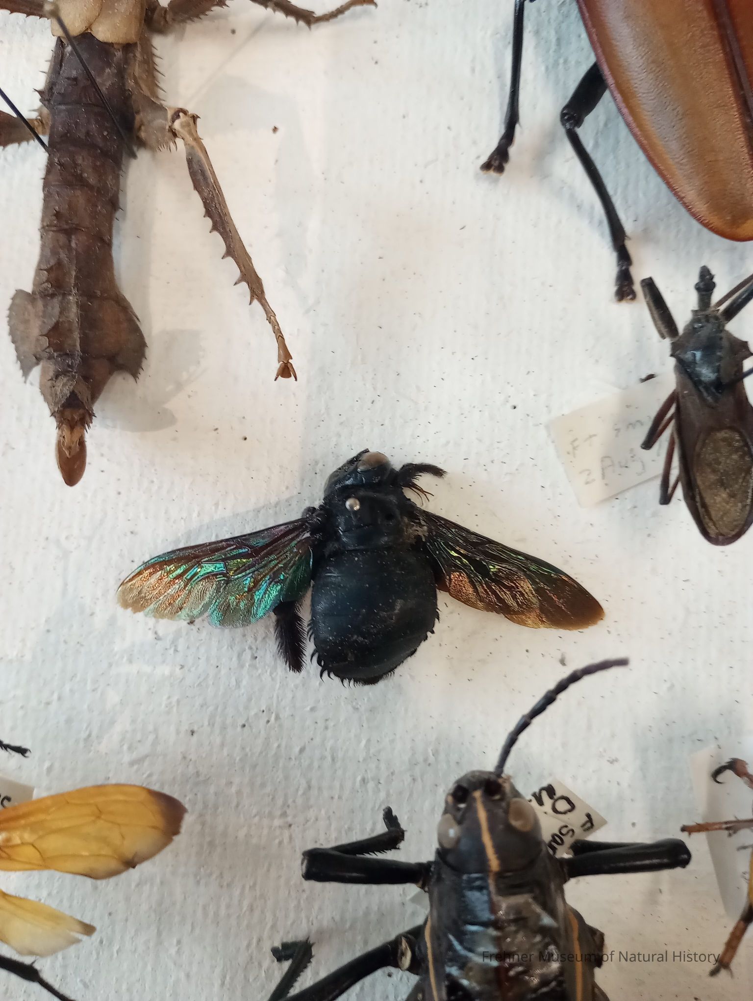 Pollinators