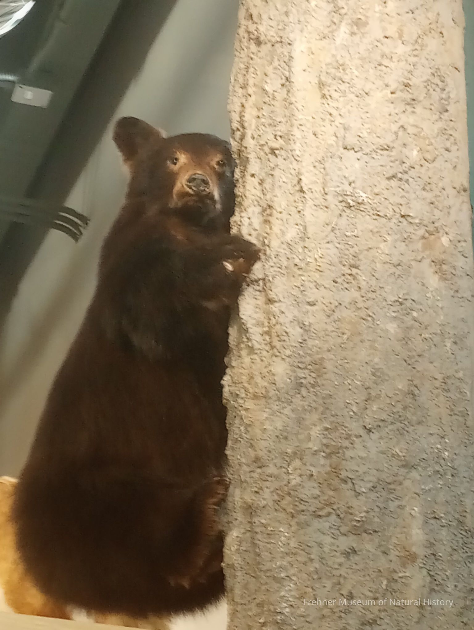 Taxidermy