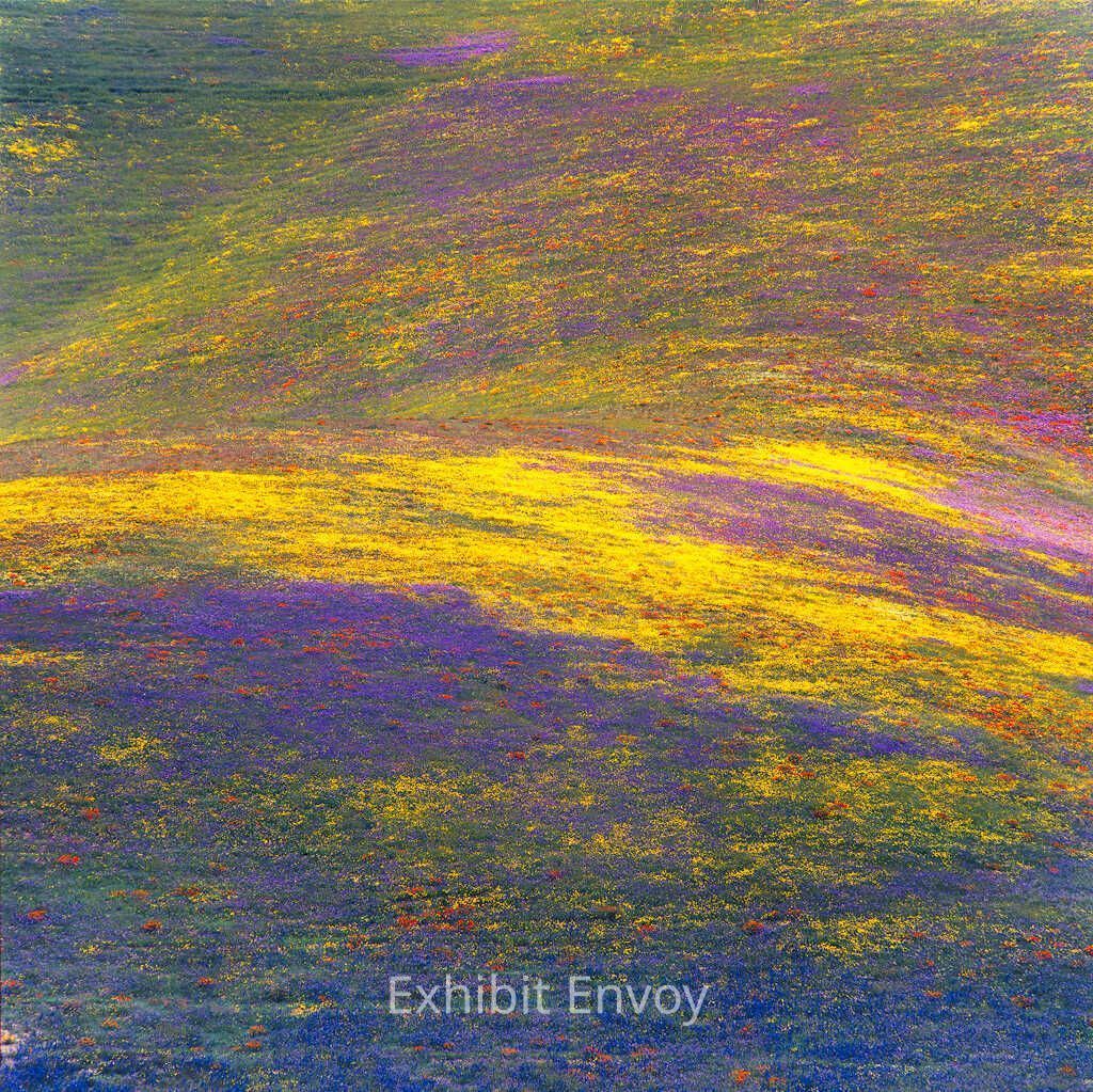 Beauty and the Beast: California Wildflowers and Climate Change