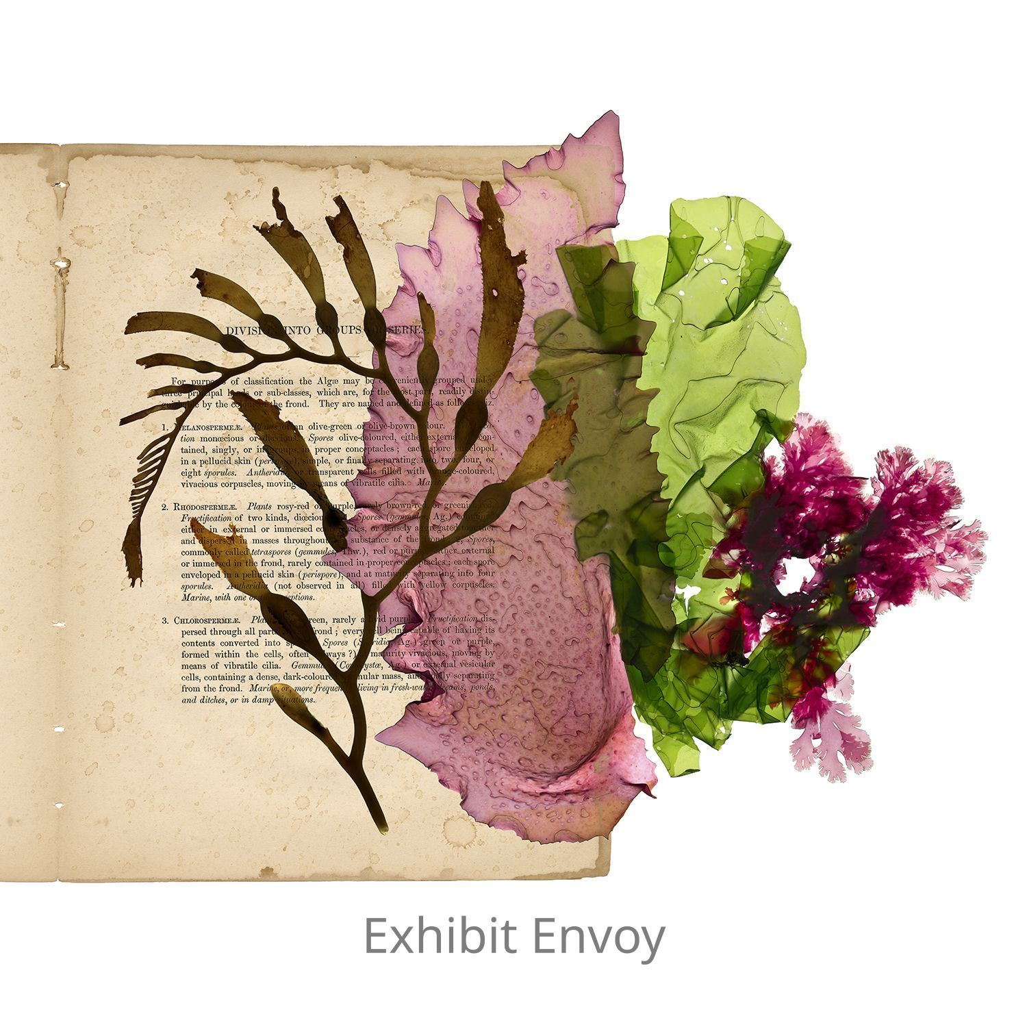 Curious World of Seaweed