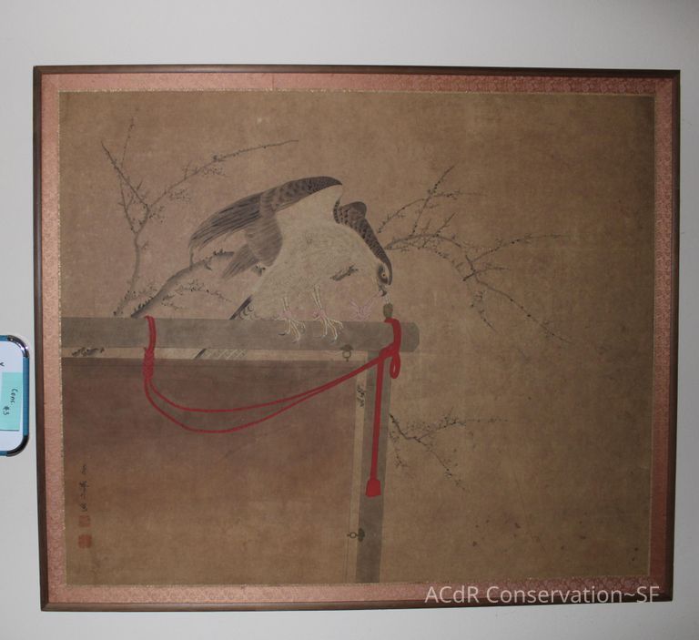          #3 - Falcon picture number 1
