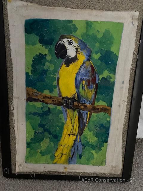          Blue macaw picture number 1
