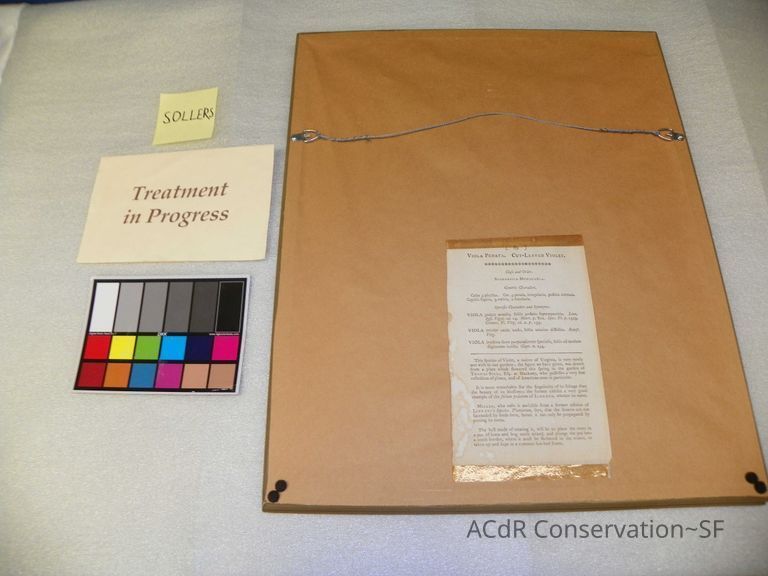 Viola Pedata - Image 2