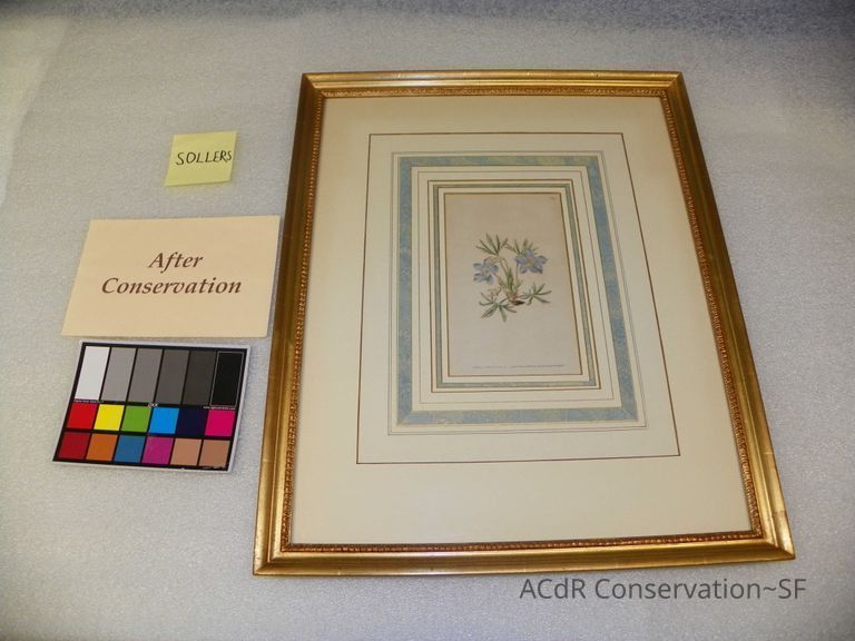          Viola Pedata picture number 1
