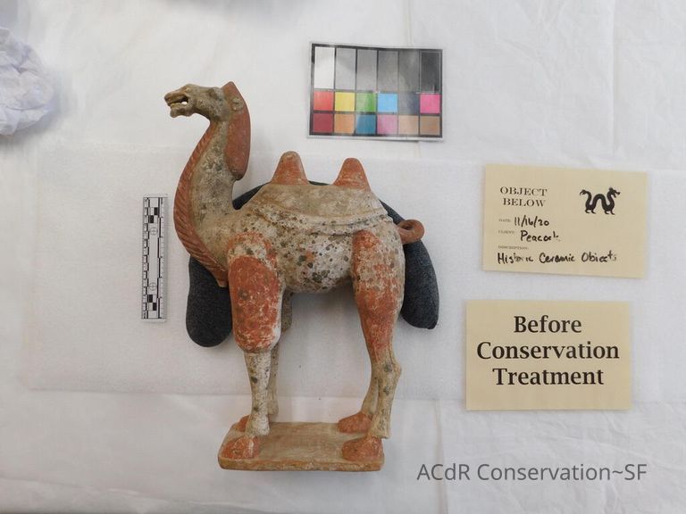          Camel picture number 1
