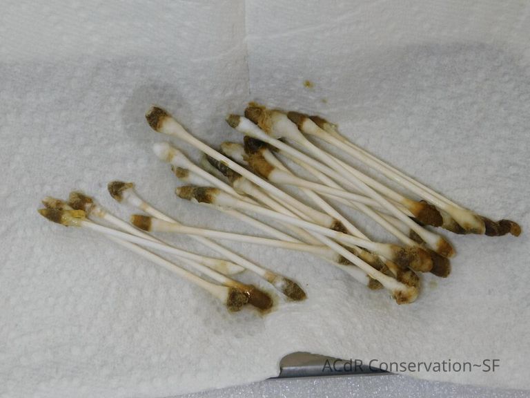 "The Friar's Supper" painting - Image 49