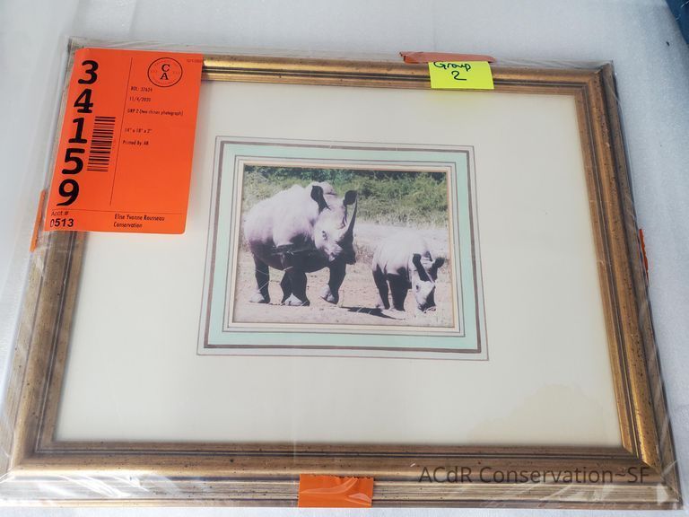          Two Rhinos picture number 1
