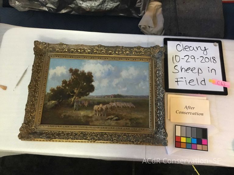 Sheep in field - Image 4