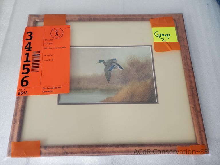          Duck in Marsh/Davies picture number 1
