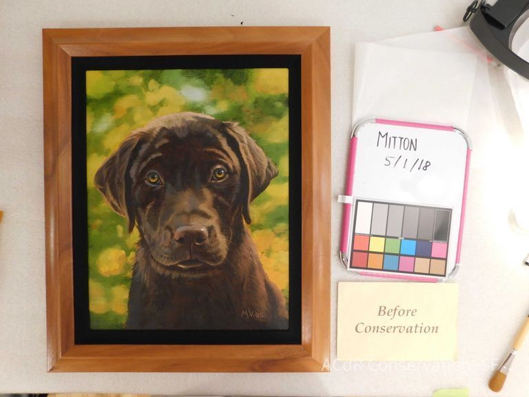 Chocolate Lab - Image 2