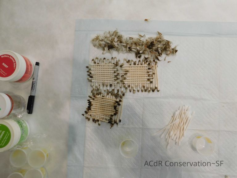 “The Optimist” - Image 91