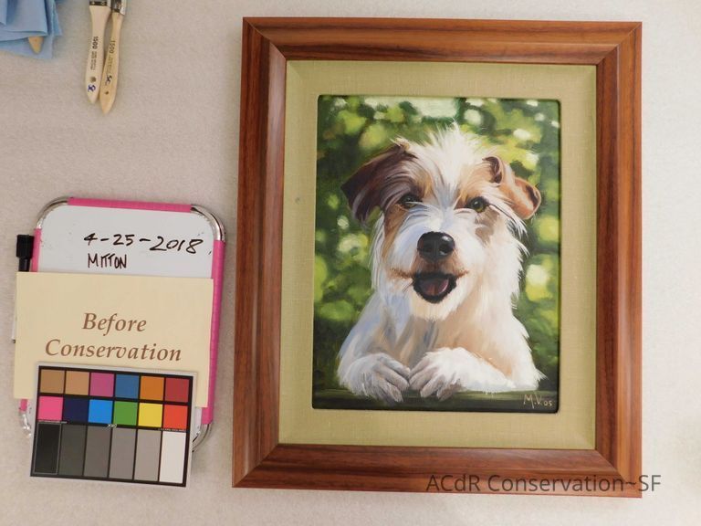          Jack Russell terrier portrait picture number 1
