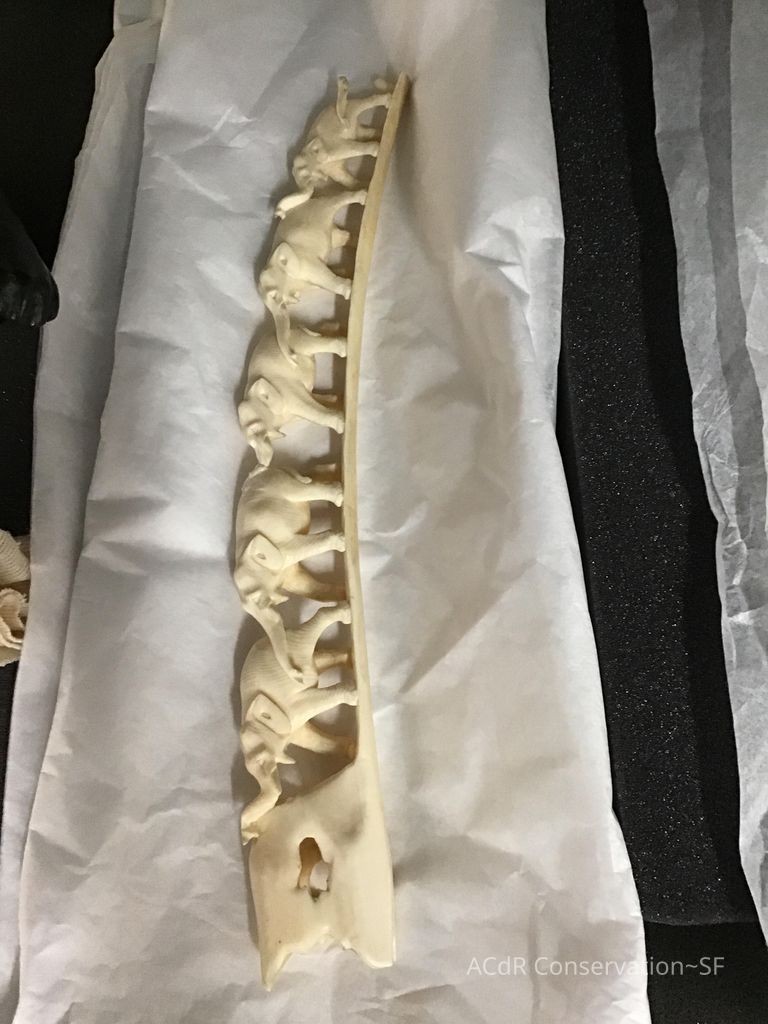          Ivory Tusk picture number 1
