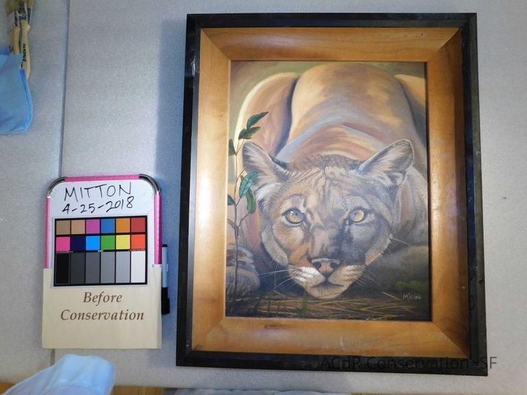          Crouched puma picture number 1
