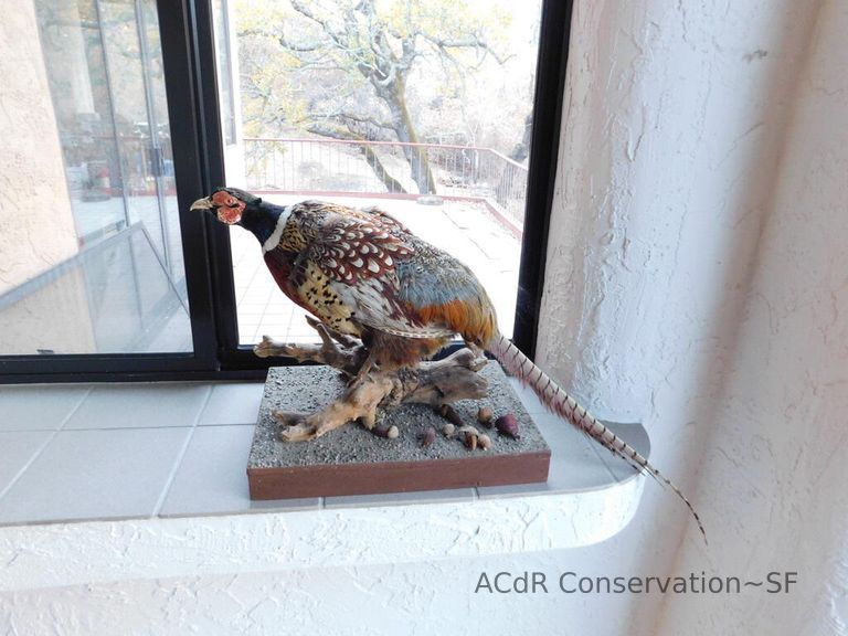          Taxidermy pheasant picture number 1
