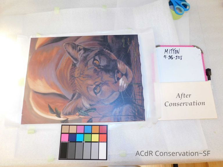 Unframed crouching puma - Image 3