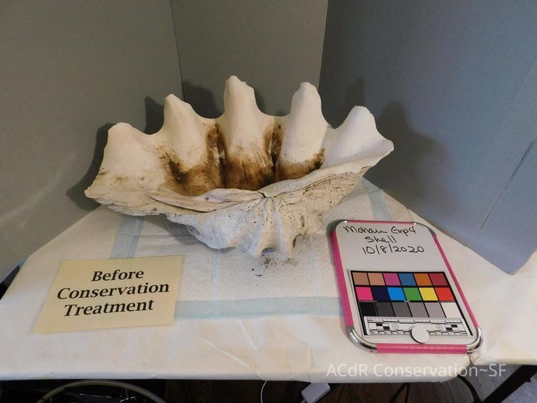          Shell picture number 1
