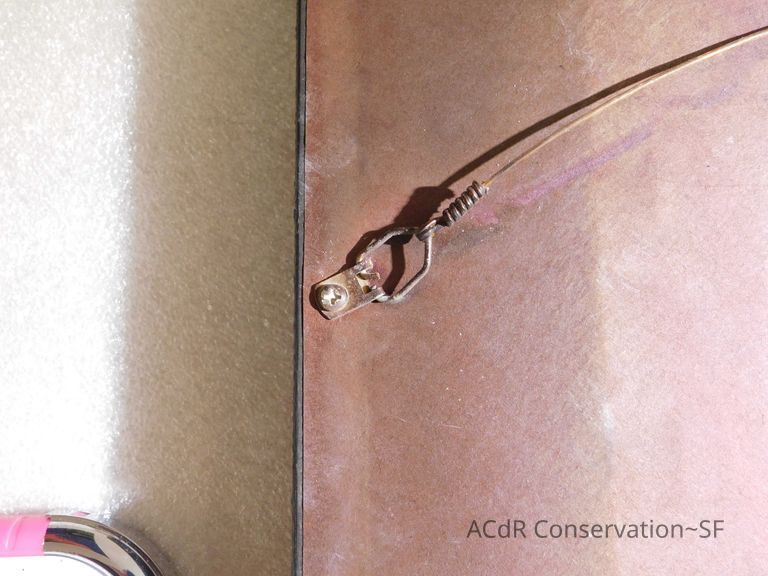 Crouched puma - Image 3