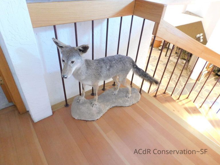          Taxidermy coyote picture number 1
