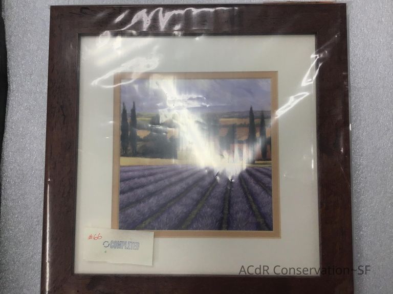          Lavender field picture number 1
