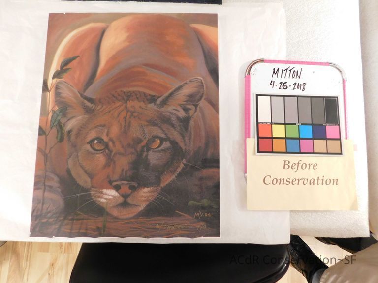          Unframed crouching puma picture number 1
