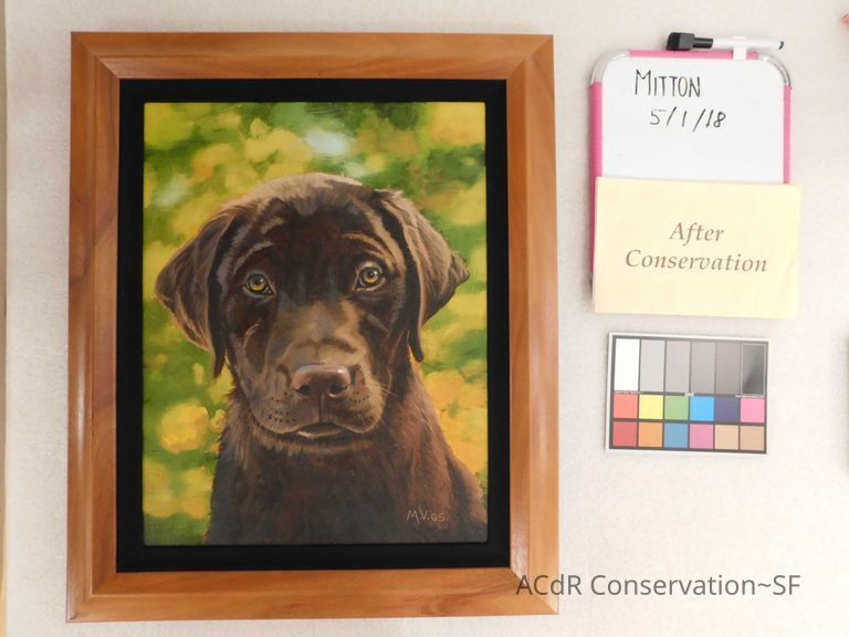          Chocolate Lab picture number 1
