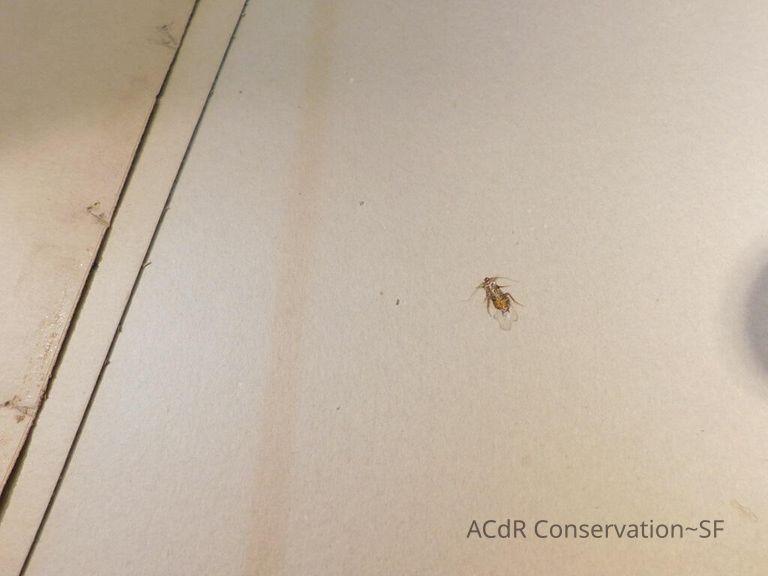 "Company for Supper" print - Image 18