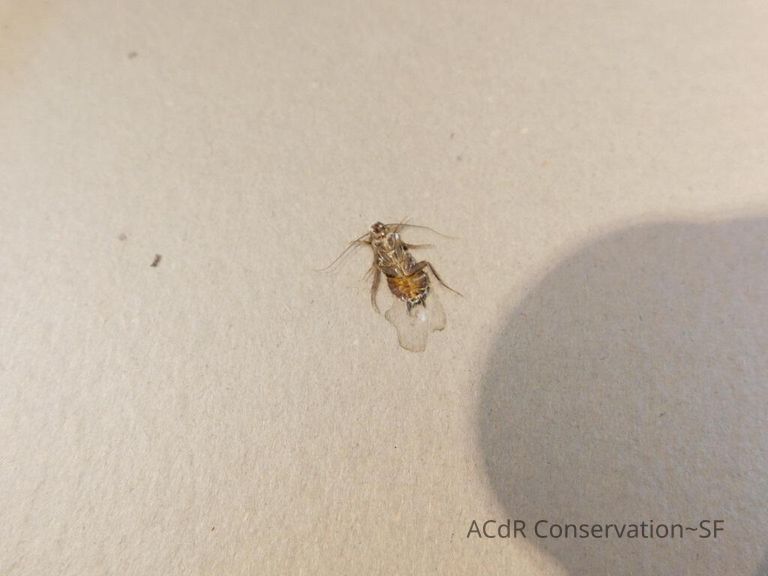 "Company for Supper" print - Image 19