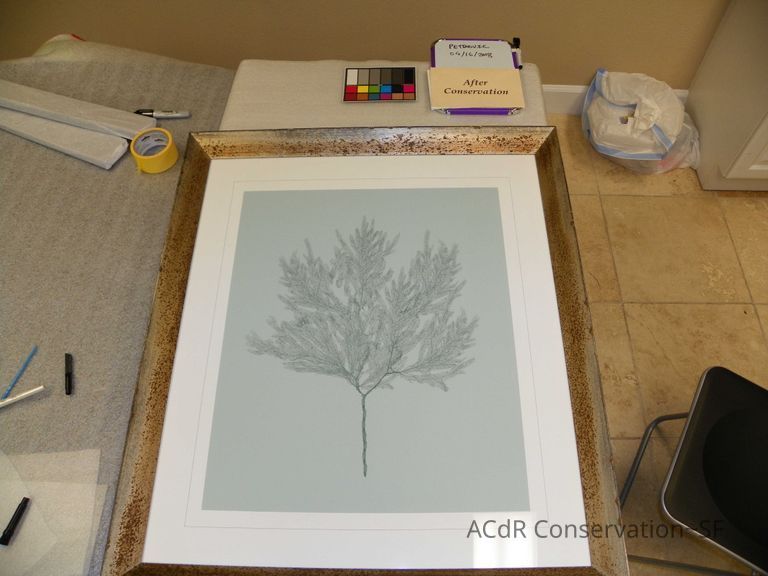 Tree illustration - Image 7