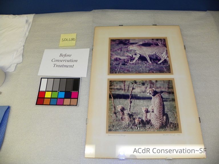          Cheetahs picture number 1
