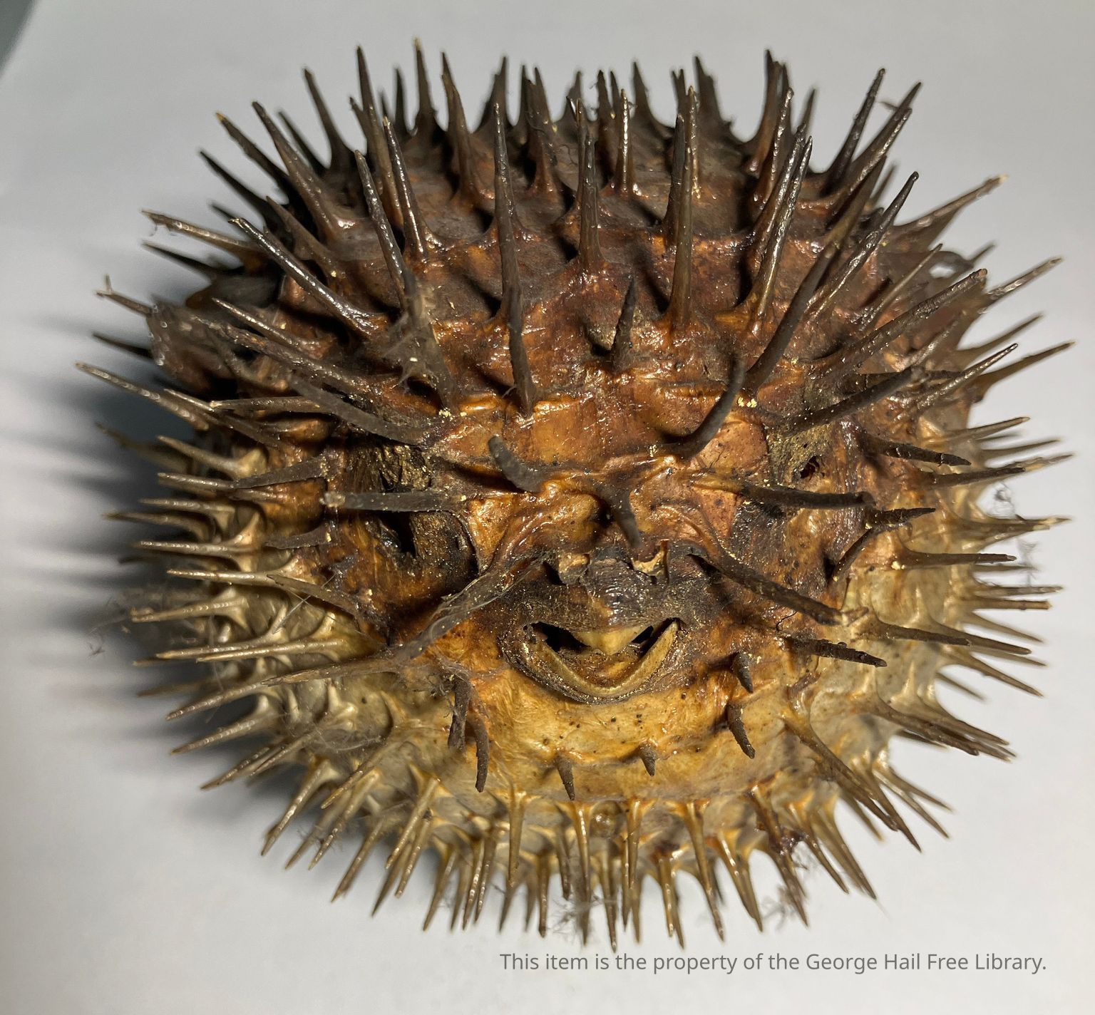 Cabinet of Curiosities