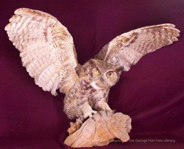 Taxidermy