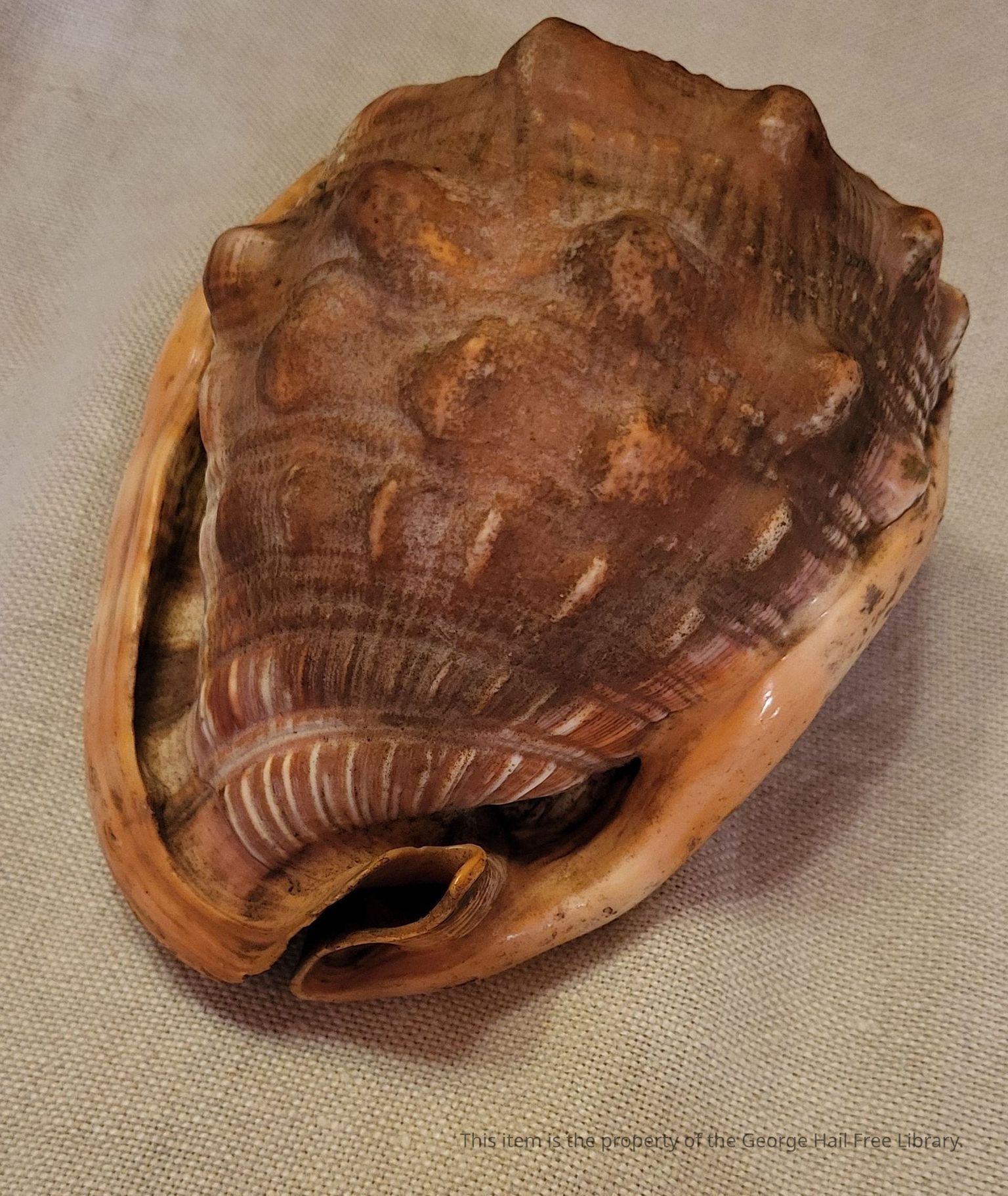 Bull Mouth (Red Helmet) Shell