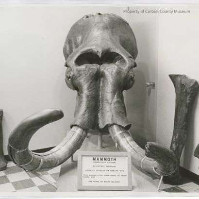 Mammoth Find near Rawlins 1960