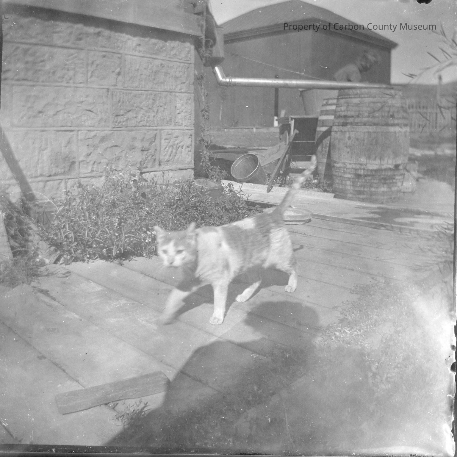 Pets of Carbon County