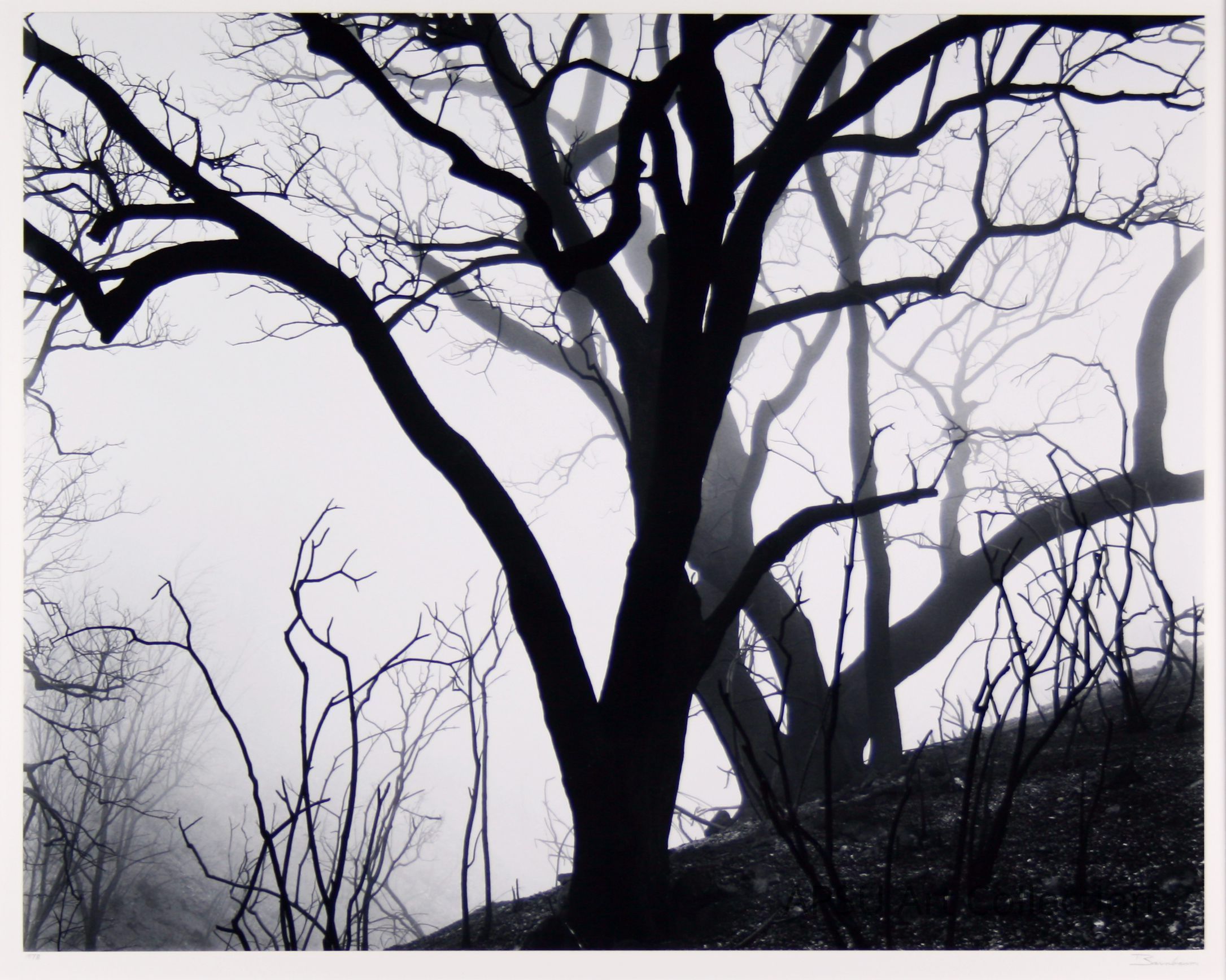 In this striking black-and-white photograph, a large, leafless tree stands prominently against a foggy, overcast background, its dark, twisting branches reaching out in all directions, casting intricate patterns that evoke a haunting and mysterious atmosphere; the surrounding area, dotted with smaller, similarly bare trees, fades softly into the mist, enhancing the scene's ethereal and moody quality, while the stark contrast of the silhouetted branches against the pale sky contributes to an overall impression of solitude and tranquility.