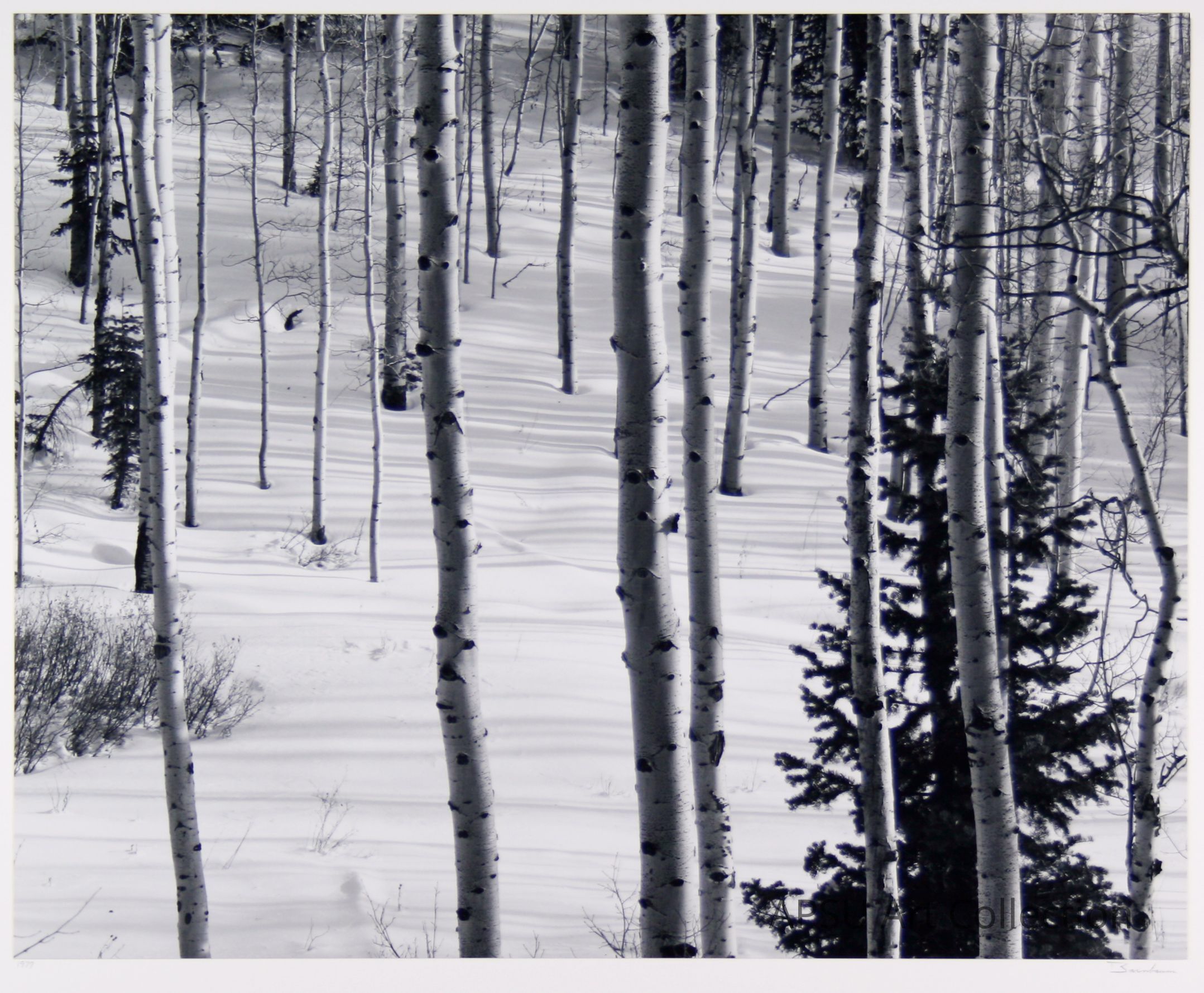 The image portrays a serene winter landscape with tall, slender aspen trees scattered across a slightly hilly terrain, blanketed with pristine, untouched snow that creates gentle undulations across the ground. Interspersed among the aspens are a few evergreen trees, their dense foliage providing a striking contrast in the monochrome setting. The snow appears undisturbed, capturing the essence of solitude and quietude typical of a winter forest.