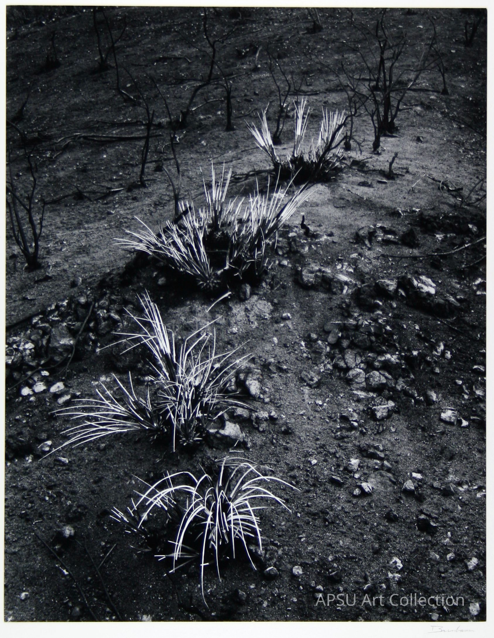In this black-and-white photograph, a barren landscape is depicted with sparse vegetation, where delicate tufts of grass starkly contrast against the dark, desolate soil, creating a striking visual narrative of resilience and regeneration amidst adversity. The rugged terrain, marked by scattered rocks and charred remnants of what might have once been more abundant flora, tells a story of survival and renewal after destruction.