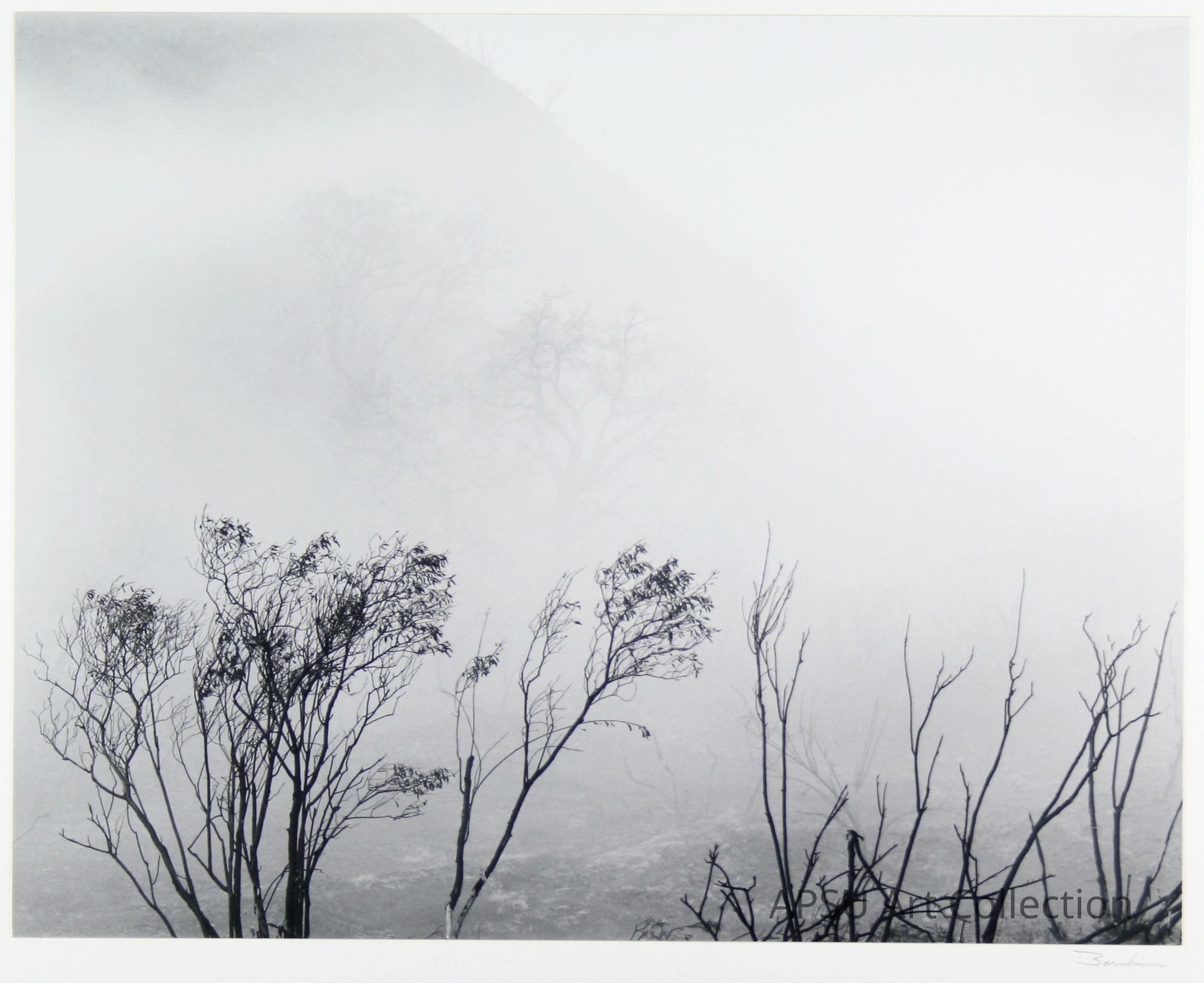 In this evocative black and white photograph, several slender and leafless tree branches rise against a backdrop of dense fog, blending shadows and details into a misty veil, which gives the scene a hauntingly quiet and mysterious atmosphere, creating a sense of solitude and timelessness reminiscent of a dreamscape, where the boundary between reality and illusion blurs into a harmonious, ethereal composition.